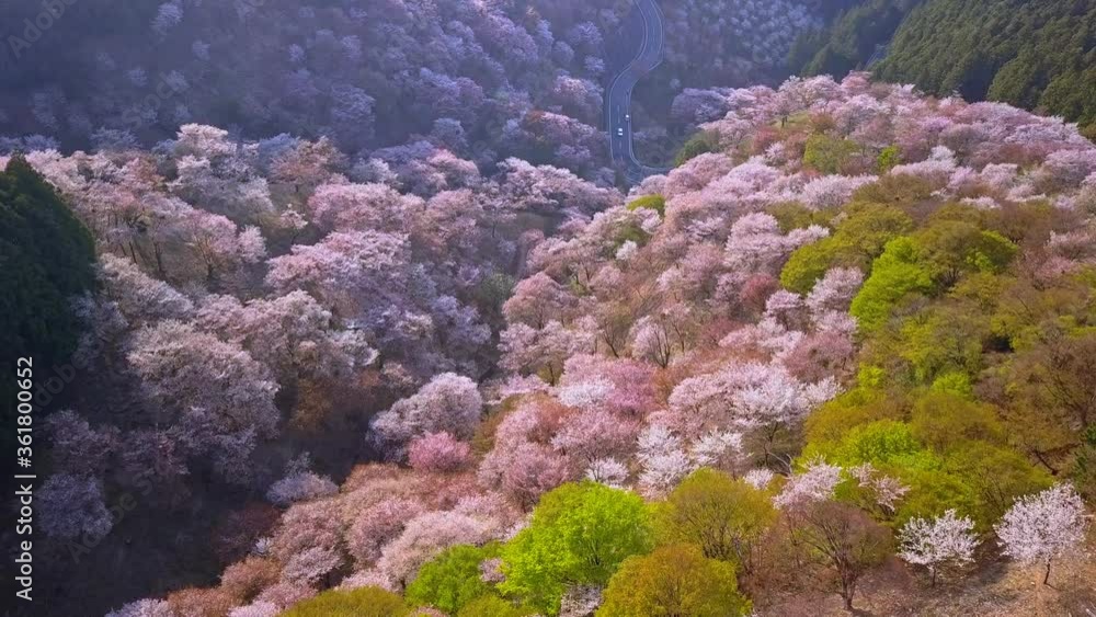 Aerial shot over Yoshino mountains covered by full blossom cherry trees and Cryptomeria Japonica cypress, Nara province, Japan. Unesco World Heritage