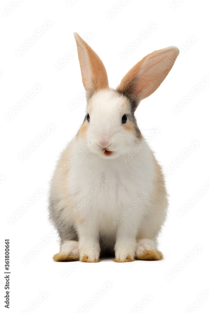 Adorable baby three colour rabbit standing and looking at the top. Studio shot, isolated on white background. Adorable baby three colour rabbit standing and looking at the top. Studio shot, isolated on white background.