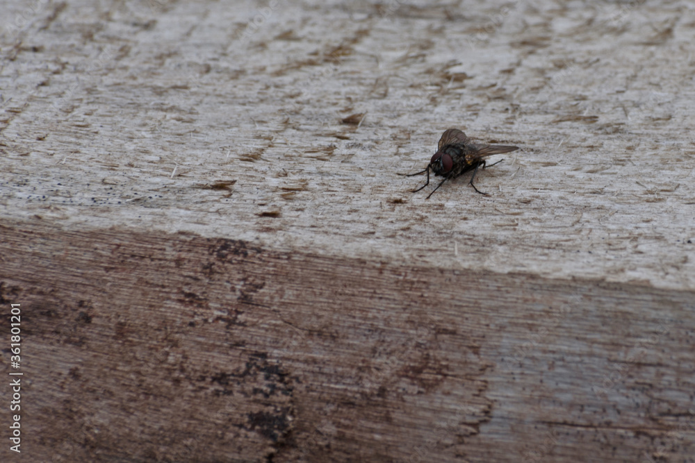 A fly sits on the surface of an old wooden Board close up