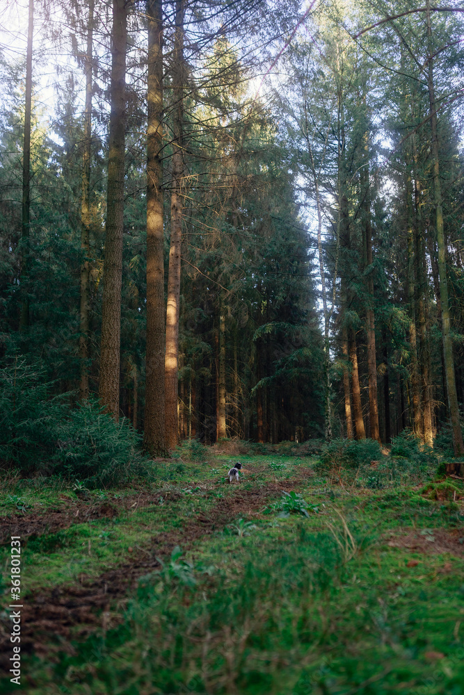 Frühlingsspaziergang im Wald mit dem Hund Frühlingsspaziergang im Wald mit dem Hund