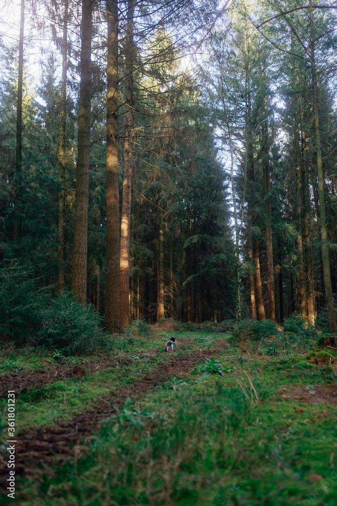 Frühlingsspaziergang im Wald mit dem Hund