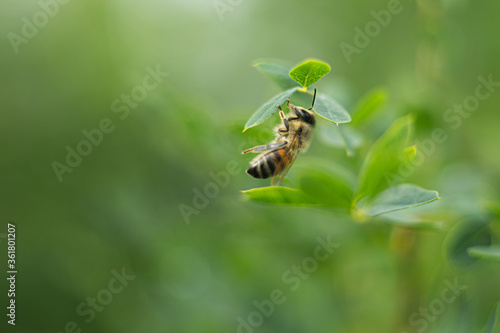bee on a green background © Анна Селянкина