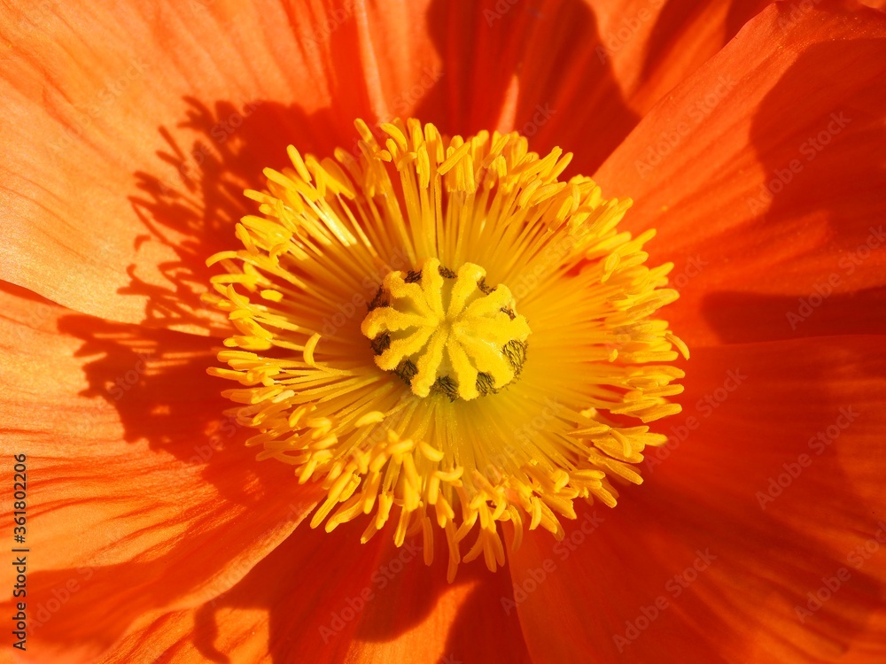 yellow orange poppy flower close up yellow orange poppy flower close up