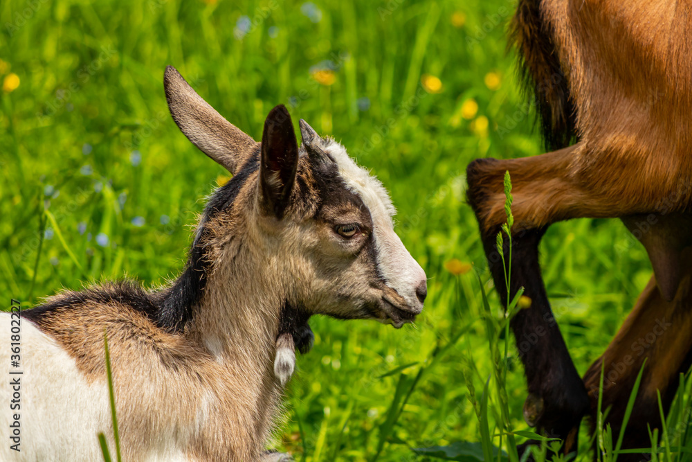 Small white - brown domestic goat on green field, head shoot	