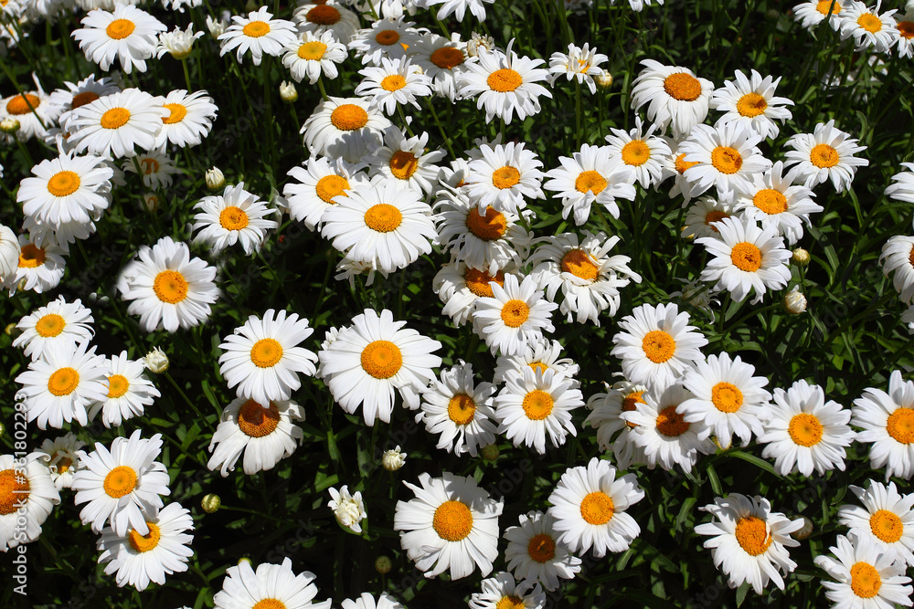 Chamomile flowers, many buds with white petals Chamomile flowers, many buds with white petals
