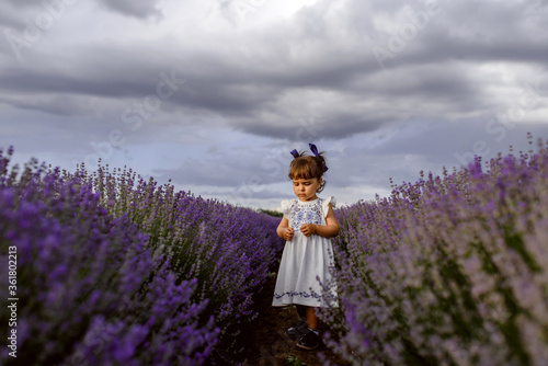 Little happy girl in white dress is picking lavedner flowers in the middle of the lavender field.