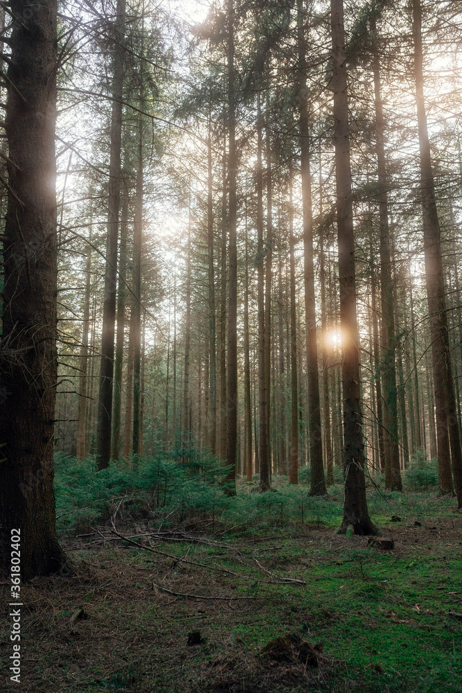 Frühlingsspaziergang im Wald mit dem Hund Frühlingsspaziergang im Wald mit dem Hund