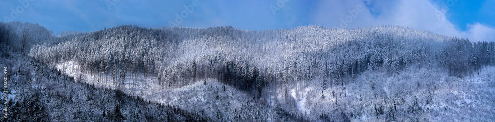 Synevirsky reserve Ukraine. forest on top of mountains winter Synevirsky reserve Ukraine. forest on top of mountains winter