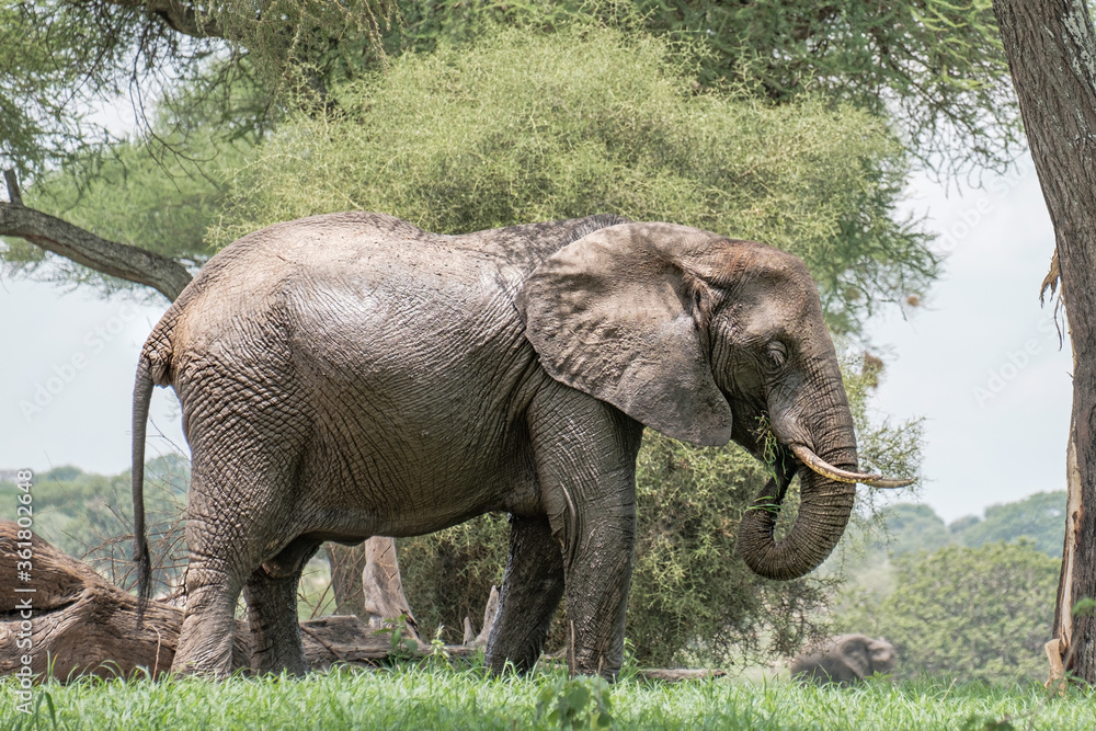Large Bull Elephant in Tarangire National Park, Tanzania