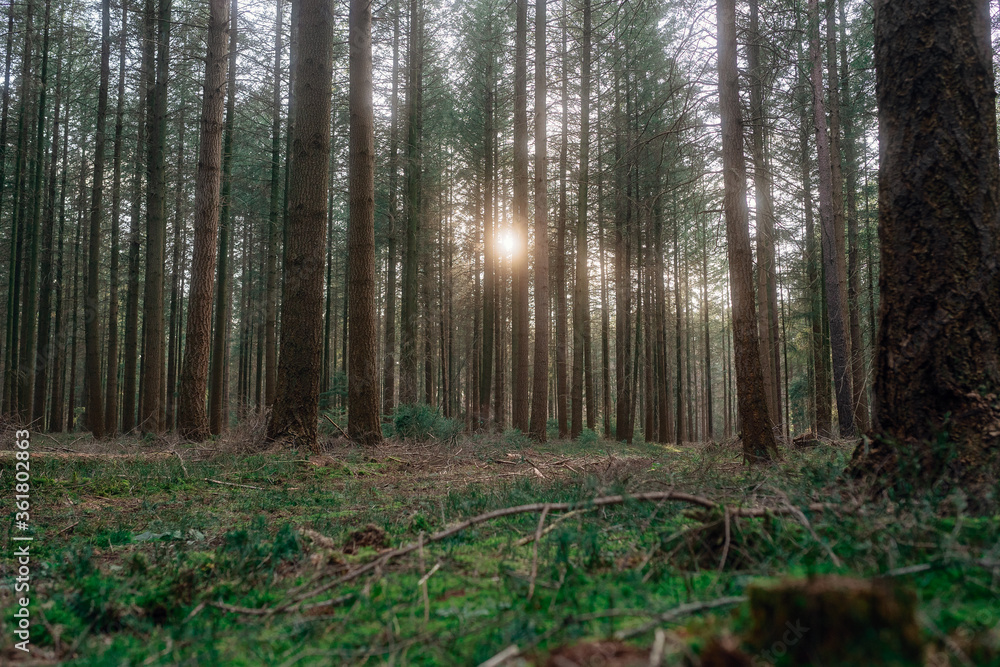 Fototapeta premium Frühlingsspaziergang im Wald mit dem Hund
