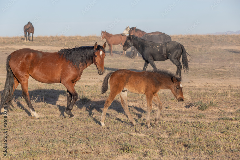 Obraz premium Wild Horse Mare and Foal in the Utah Desert