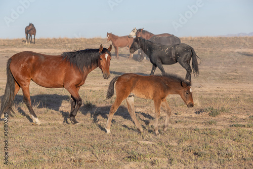Wild Horse Mare and Foal in the Utah Desert © natureguy