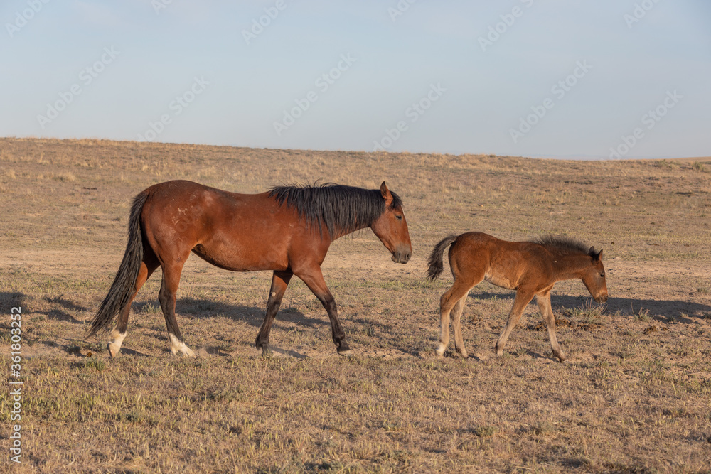 Wild Horse Mare and Foal in the Utah Desert Wild Horse Mare and Foal in the Utah Desert