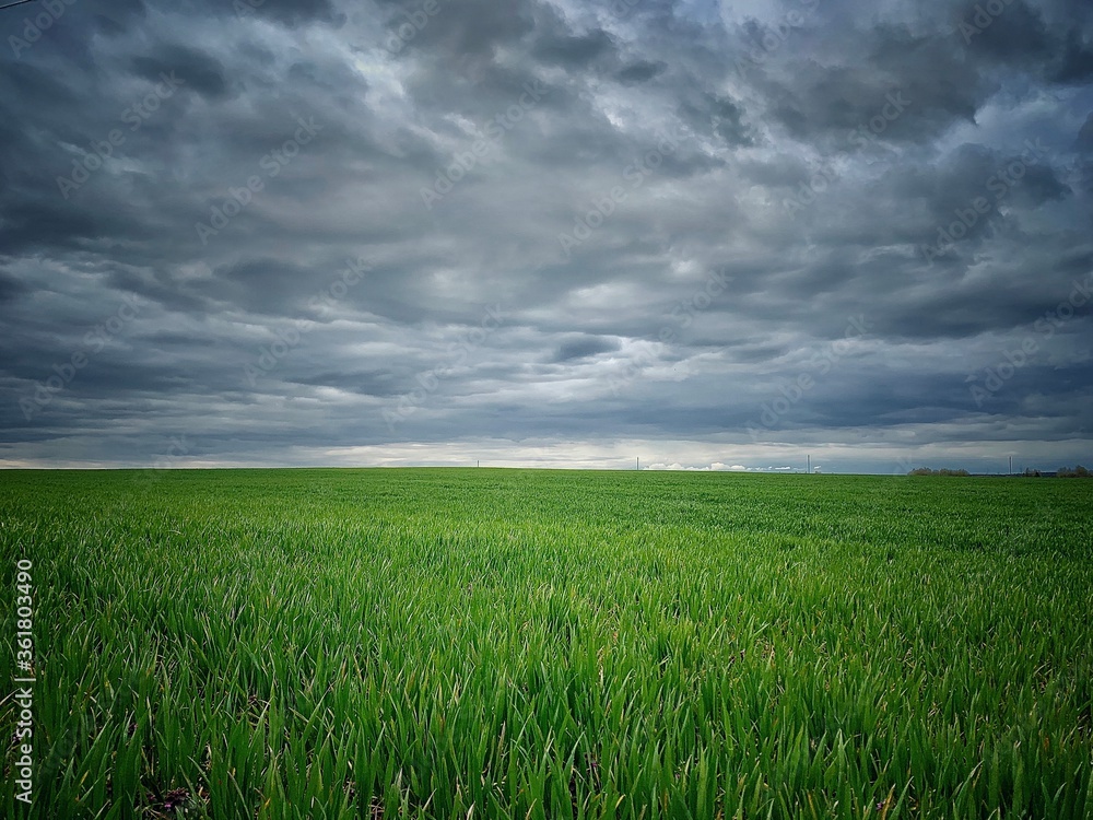 Fototapeta premium wheat field