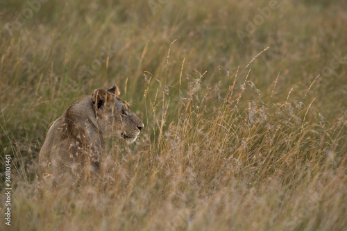A lion in the Savannah grasses, Masai Mara