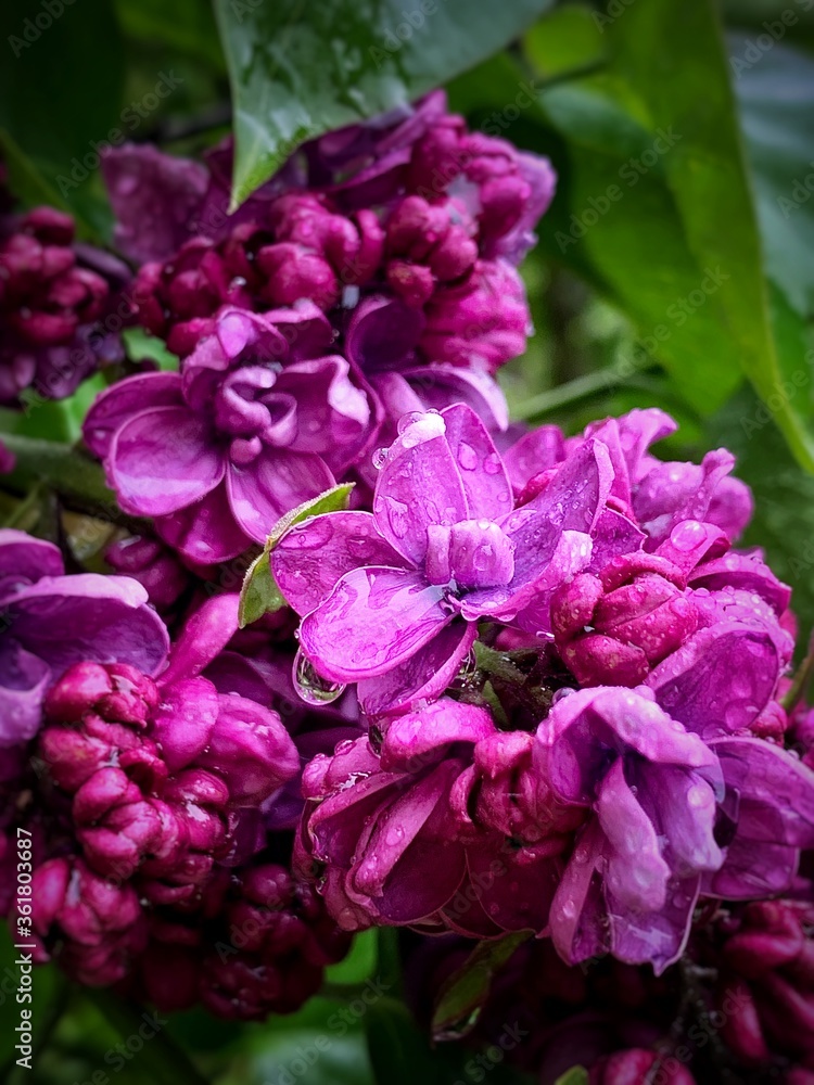 Purple lilac after rain