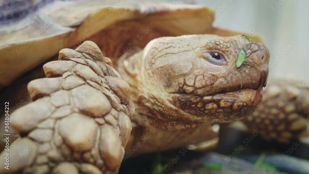 Close up of african spurred tortoise or geochelone sulcata in the garden. Sulcata tortoise is looking at camera. Camera movement with handheld. Close up of african spurred tortoise or geochelone sulcata in the garden. Sulcata tortoise is looking at camera. Camera movement with handheld.