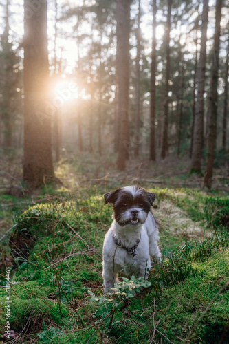 Frühlingsspaziergang im Wald mit dem Hund