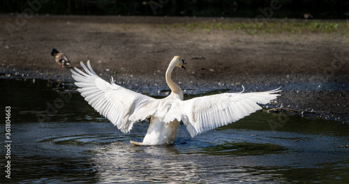 Fototapeta Naklejka Na Ścianę i Meble -  Beautiful swan with its wings spread