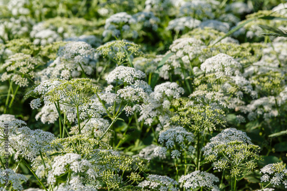 White flowers of Aegopodium podagraria L. (earthen elder, grassland, bishop, weed, cowberry). Weeds in the garden. Wild edible plants