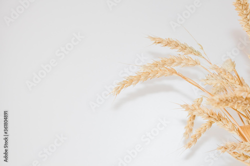 Ears of golden ripe wheat on a white background with copy space. Bouquet of wheat