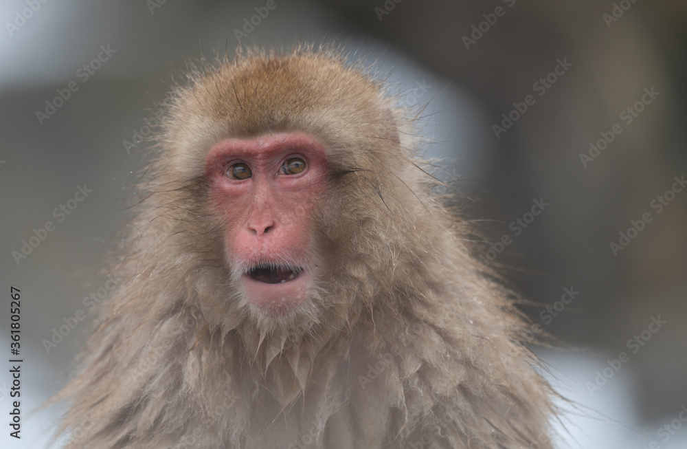 Close up of Japanese macaque, Japan Close up of Japanese macaque, Japan