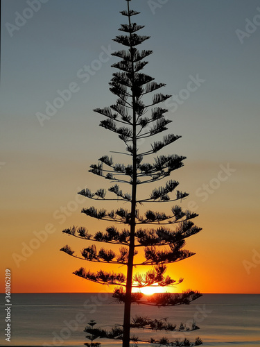 Pine tree silhouette with ocean and sunset in the background.