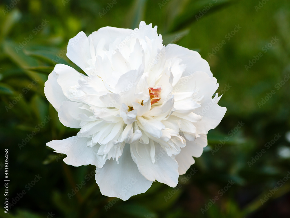 Obraz premium Peony white flower. Peony flowers blooming in the garden.