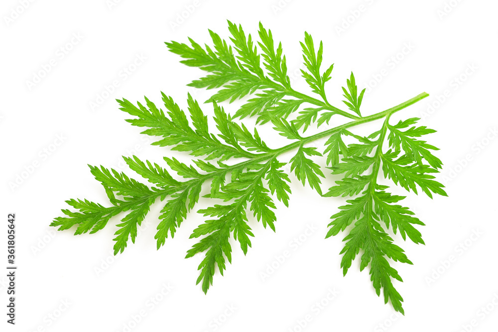 Artemisia annua branch - obrazy, fototapety, plakaty 