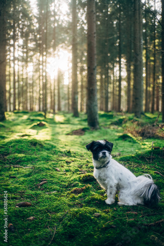 Frühlingsspaziergang im Wald mit dem Hund