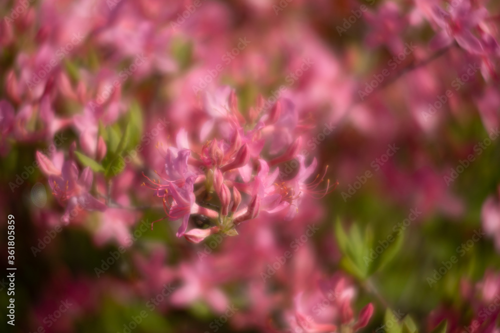 Fototapeta premium Azaleas flowers in the garden