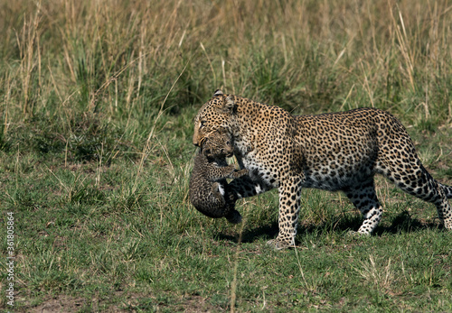 Leopard Bahati holding her cub in mouth and moving to safe place at Masai Mara, Kenya