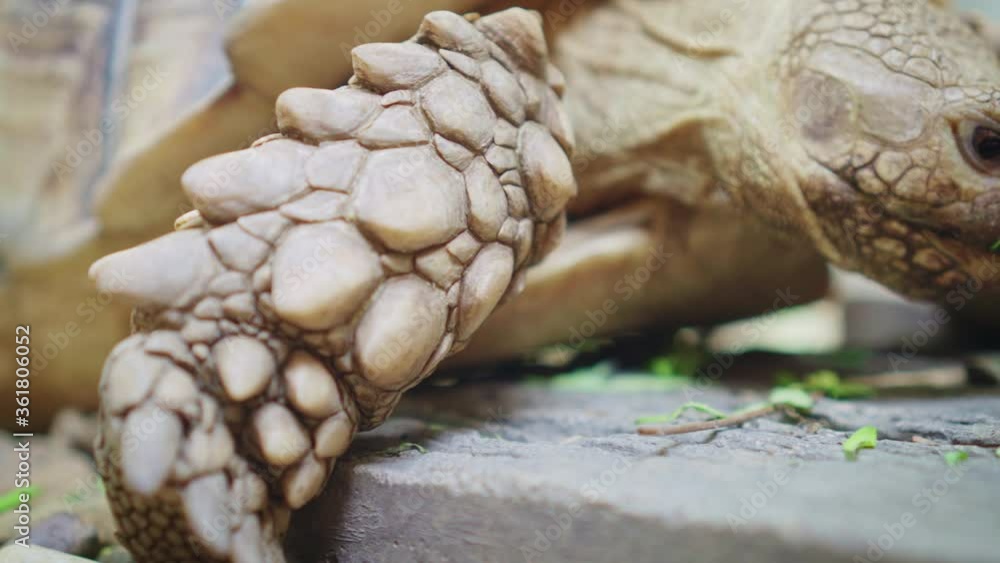 Close up of african spurred tortoise or geochelone sulcata in the garden. Sulcata tortoise is looking at camera. Camera movement with handheld. Close up of african spurred tortoise or geochelone sulcata in the garden. Sulcata tortoise is looking at camera. Camera movement with handheld.