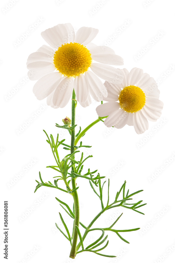 Chamomile flowers Chamomile flowers