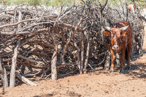 Nguni cow at a kraal in a Himba village photo