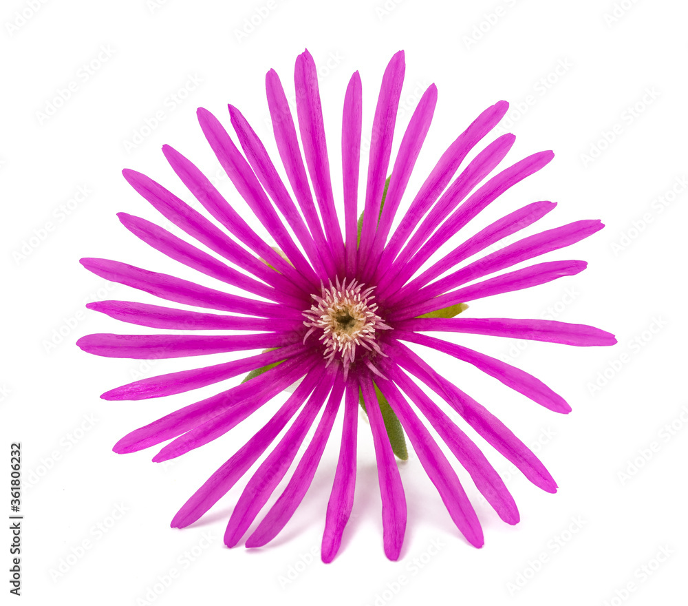 Delosperma cooperi Delosperma cooperi