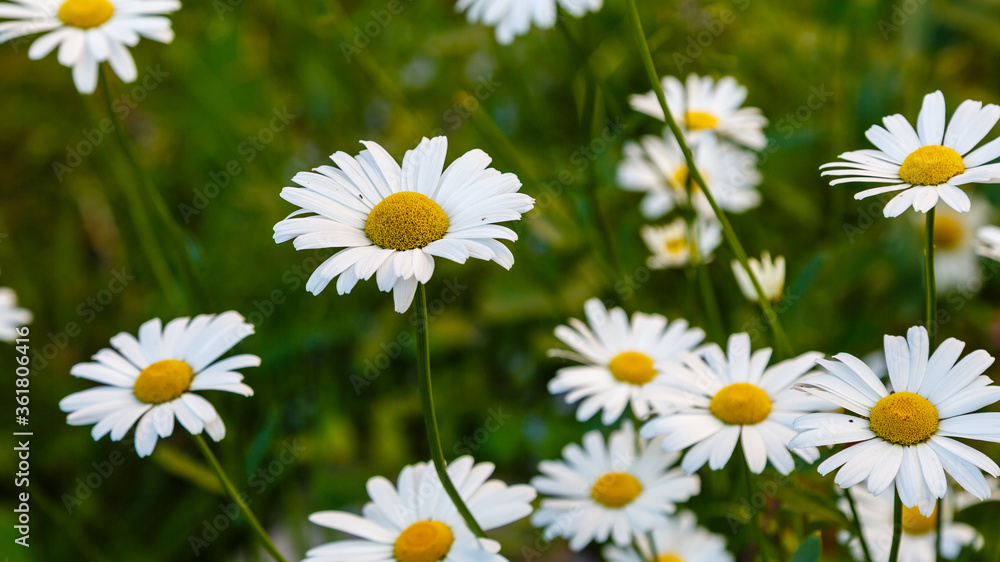 White daisies in the meadow. Large camomile on a green background.