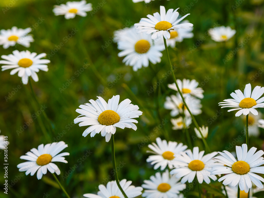 White daisies in the meadow. Large camomile on a green background. White daisies in the meadow. Large camomile on a green background.