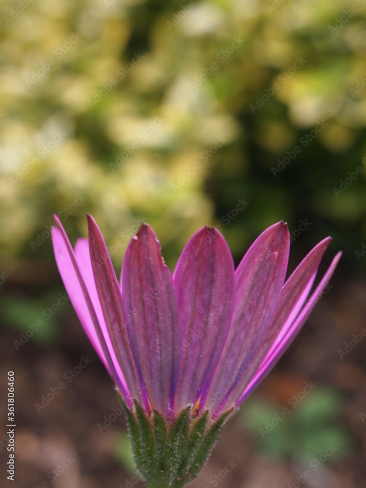 Fototapeta premium flowers in boom