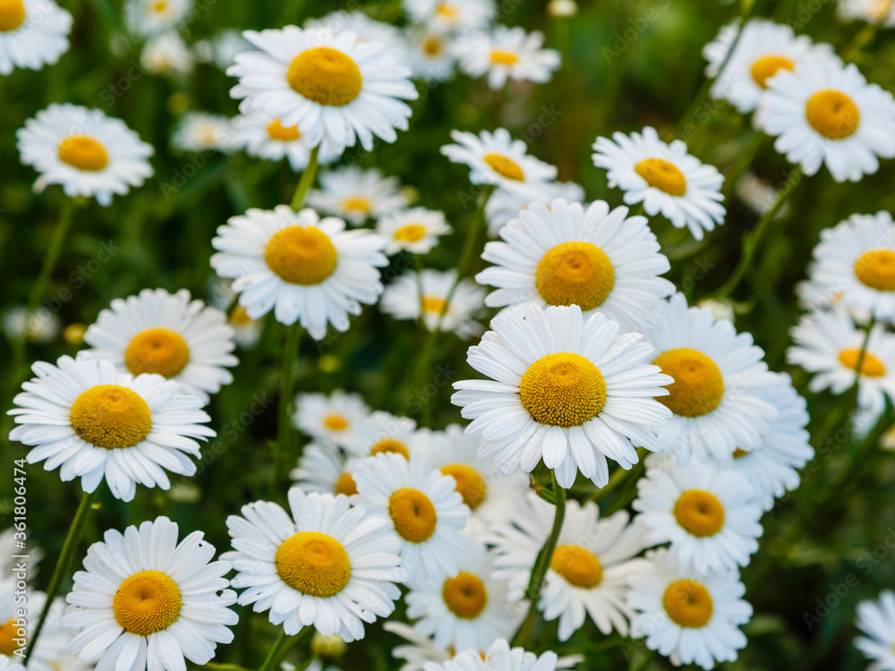 White daisies in the meadow. Large camomile on a green background.