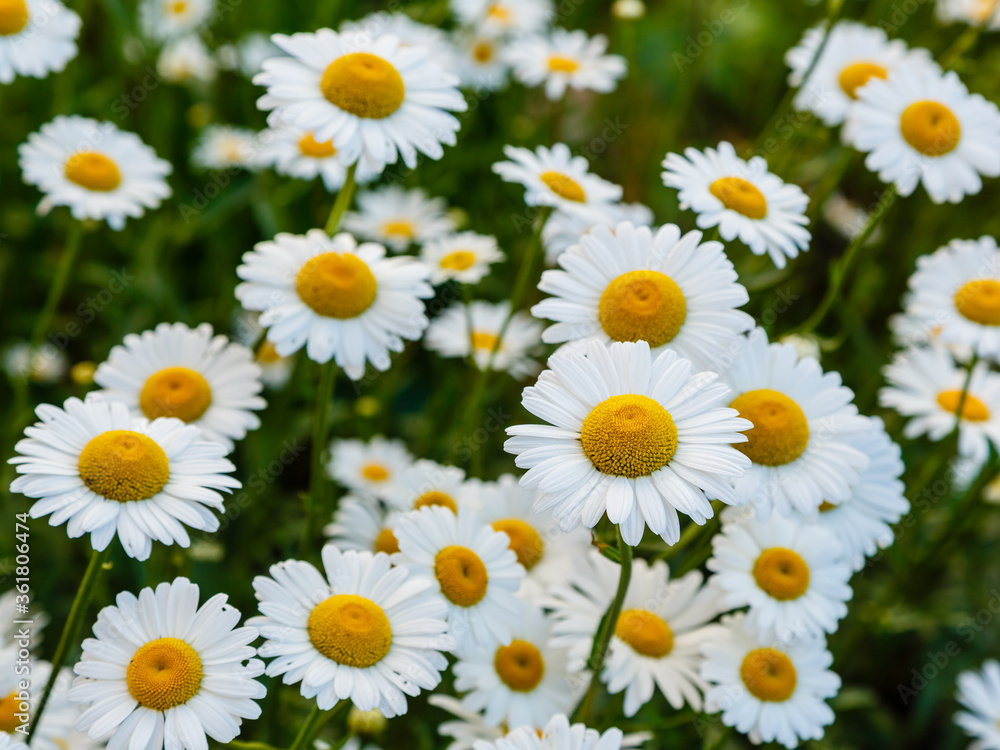 White daisies in the meadow. Large camomile on a green background. White daisies in the meadow. Large camomile on a green background.