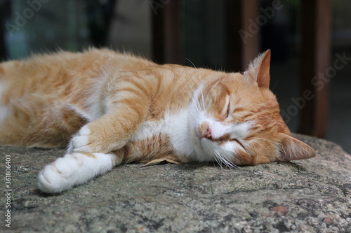 Fototapeta Naklejka Na Ścianę i Meble -  Orange cat lay down and sleep on a stone. Thai cat so lovely.