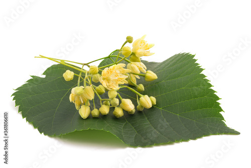 linden leaf with  flowers photo