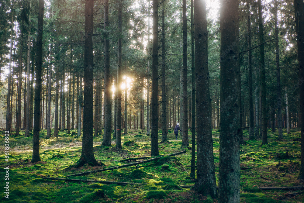Fototapeta premium Frühlingsspaziergang im Wald mit dem Hund