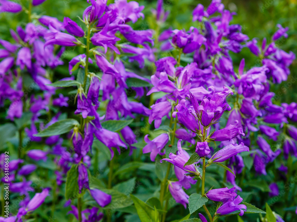 Purple flower of Campanula latifolia in summer garden. Perennial plants in the garden. Purple сampanula flowers. Purple flower of Campanula latifolia in summer garden. Perennial plants in the garden. Purple сampanula flowers.