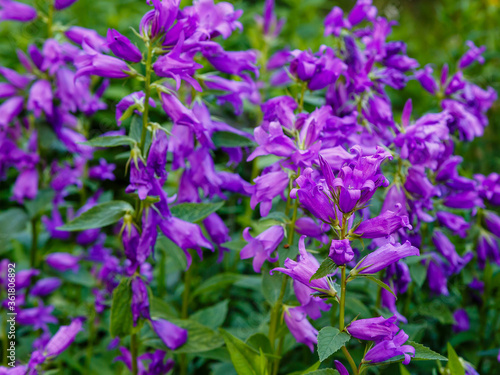 Purple flower of Campanula latifolia in summer garden. Perennial plants in the garden. Purple сampanula flowers.
