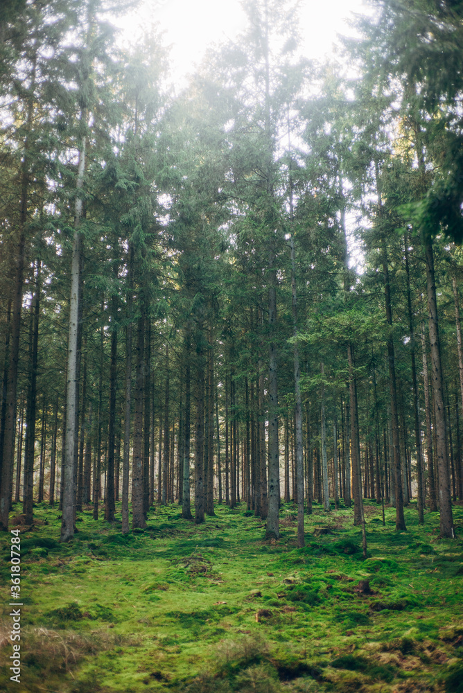 Frühlingsspaziergang im Wald mit dem Hund Frühlingsspaziergang im Wald mit dem Hund