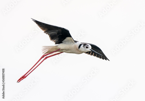 Black-winged stilt (himantopus himantopus) in flight in the 