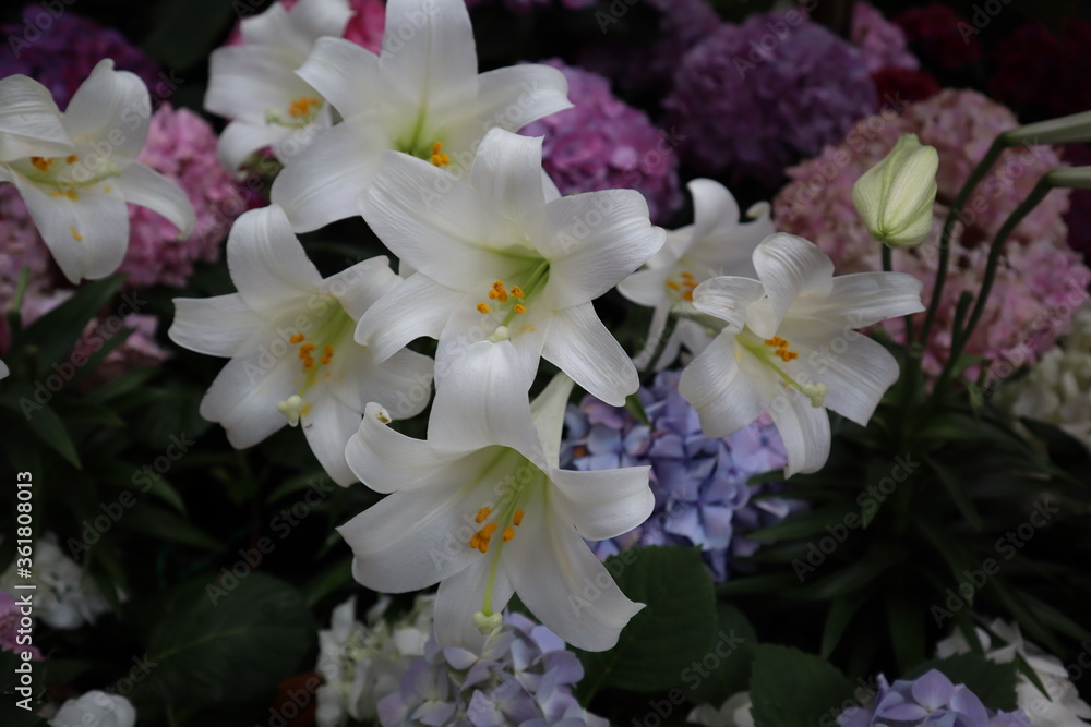 Plants and Flowers