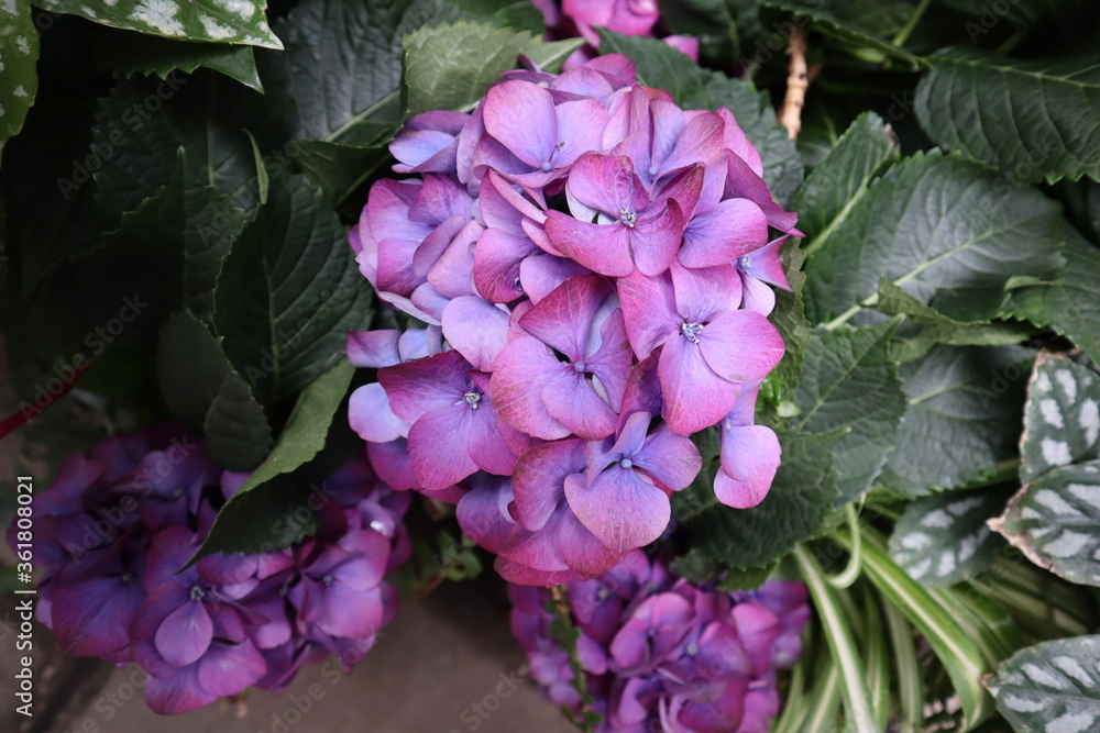 Plants and Flowers